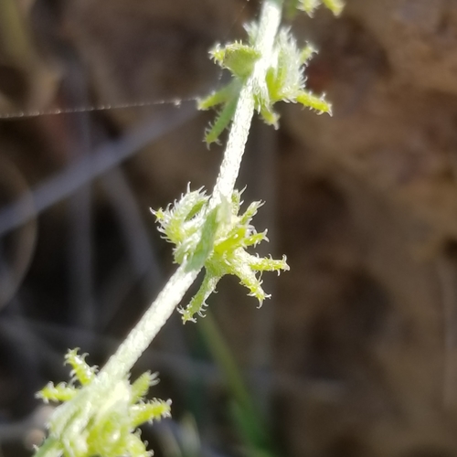 Image of Harpagonella palmeri by (c) James C. Davis, some rights reserved (CC BY-SA)