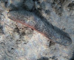 Holothuria edulis