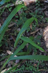 Paspalum mandiocanum