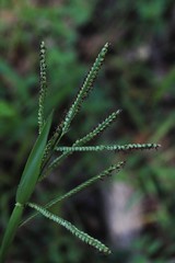 Paspalum mandiocanum