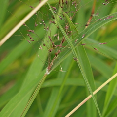 Capillipedium parviflorum