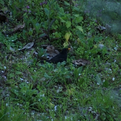 Turdus merula