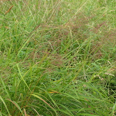 Capillipedium parviflorum