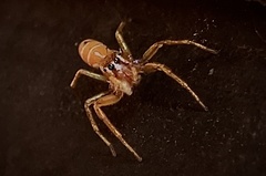 Cosmophasis bitaeniata