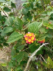 Lantana camara image