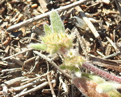 Chorizanthe cuspidata