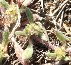 Chorizanthe cuspidata