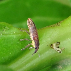 Lixus scabricollis