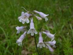 Penstemon laevigatus