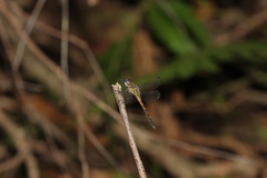 Cannaphila