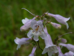 Penstemon laevigatus