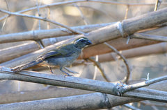 Saltator maxillosus