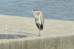 Ardea herodias