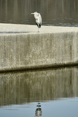 Ardea herodias