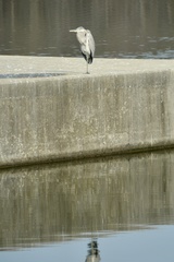 Ardea herodias