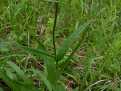 Penstemon laevigatus