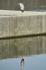 Ardea herodias