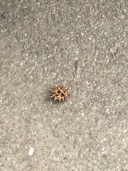 Liquidambar styraciflua