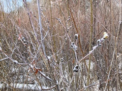 Salix irrorata