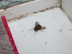 Aulacephala maculithorax