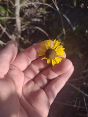 Helenium flexuosum