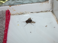 Aulacephala maculithorax