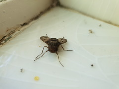 Aulacephala maculithorax