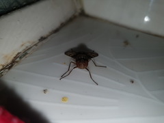 Aulacephala maculithorax