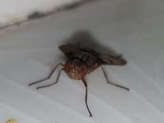 Aulacephala maculithorax