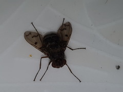 Aulacephala maculithorax