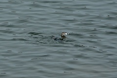 Podilymbus podiceps
