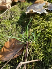 Poa sylvestris