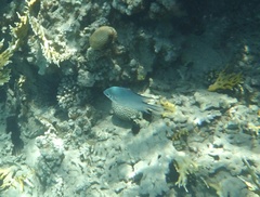 Amblyglyphidodon indicus