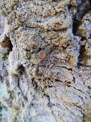 Protopannaria pezizoides