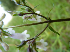 Penstemon laevigatus
