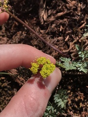 Lomatium hendersonii