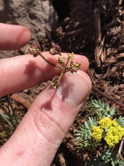 Lomatium hendersonii