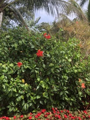Hibiscus × archeri