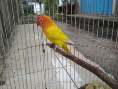 Agapornis fischeri