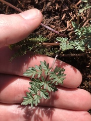 Lomatium hendersonii