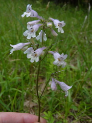 Penstemon laevigatus