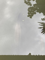 Arapaima
