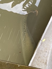 Arapaima