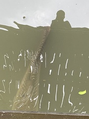 Arapaima