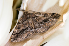 Pterospoda nigrescens