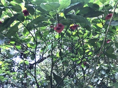 Palicourea correae
