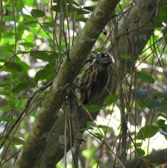 Picumnus nebulosus