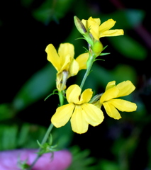 Goodenia decurrens
