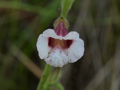 Centranthera cochinchinensis