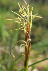 Carex geyeri